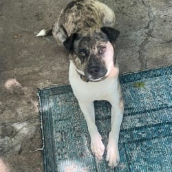 Photo of Luna, adoptable Catahoula Leopard Dog Mixed Breed (Medium) in Overland Park, Kansas