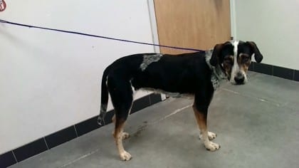 Photo of Birdie, adoptable dog in Farmington, New Mexico