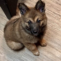 Photo of Meeko, adoptable Shepherd (Unknown Type) in Newport Beach, California
