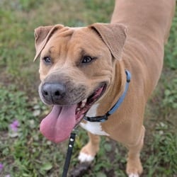 Photo of Mary Jane, adoptable Mixed Breed (Medium) in Syracuse, New York