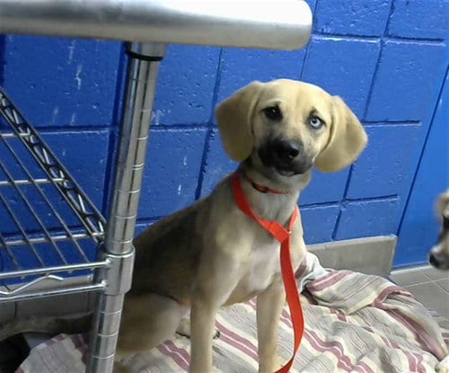 Photo of Tater, adoptable Beagle in Albuquerque, New Mexico