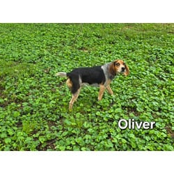 Photo of Oliver, adoptable Beagle in Medfield, Massachusetts
