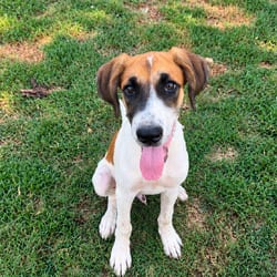 Photo of Basher, adoptable Great Dane in Frederick, Maryland