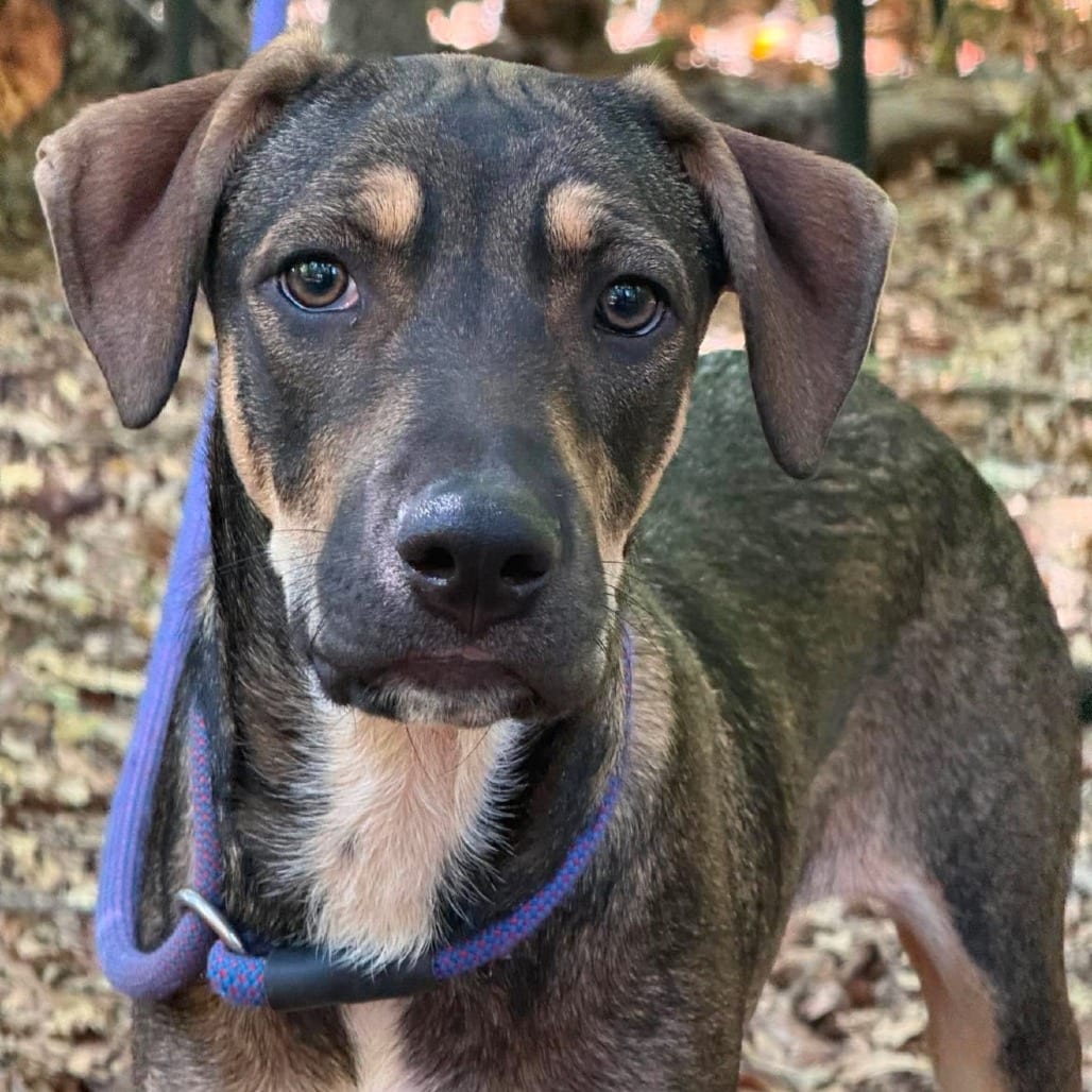 Photo of Bop, adoptable Mixed Breed (Medium) in Whitestone, New York
