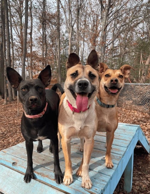 Photo of Ginger, adoptable Shepherd in Greenville, South Carolina