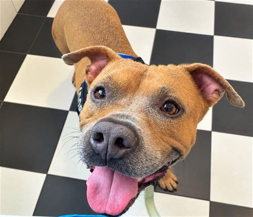 Photo of Randy, adoptable American Pit Bull Terrier in Ocala, Florida