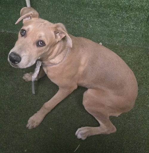 Photo of Chocolata, adoptable Siberian Husky in Lancaster, California