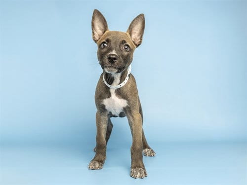 Photo of Melon, adoptable American Pit Bull Terrier in Phoenix, Arizona
