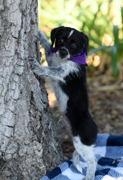Photo of Rook, adoptable Terrier in Dana Point, California
