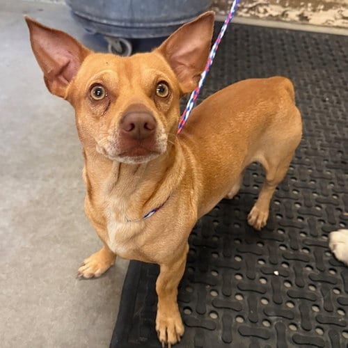 Photo of Peanut, adoptable Chihuahua in Camarillo, California