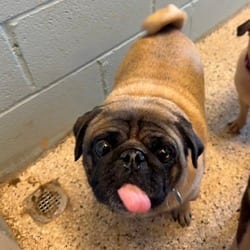 Photo of Markey, adoptable Pug in Loxahatchee, Florida