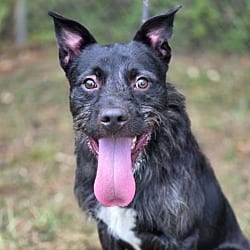 Photo of Rod Stewart, adoptable Standard Schnauzer in Anniston, Alabama