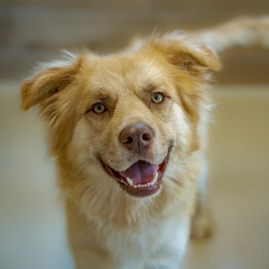 Photo of Hazel, adoptable Mixed Breed (Medium) in Chapel Hill, North Carolina