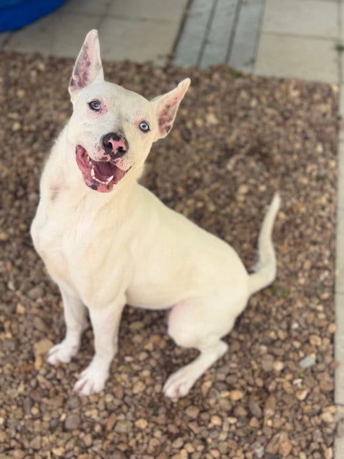 Photo of Sugar, adoptable Terrier in Yardley, Pennsylvania