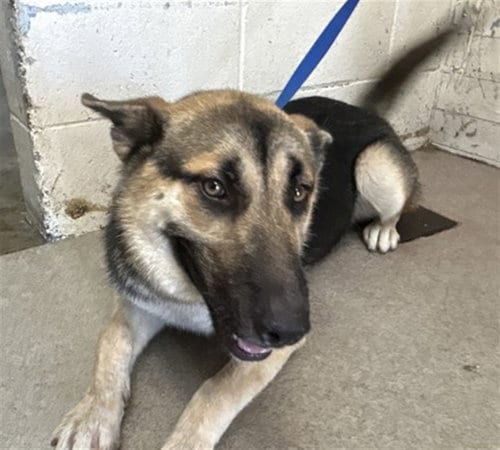 Photo of Henna, adoptable German Shepherd Dog in San Bernardino, California