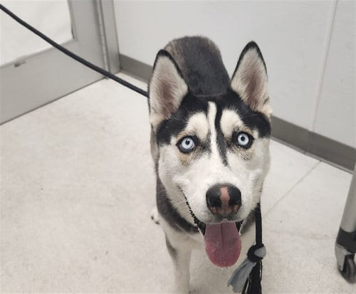 Photo of Gomez, adoptable Husky in Los Angeles, California