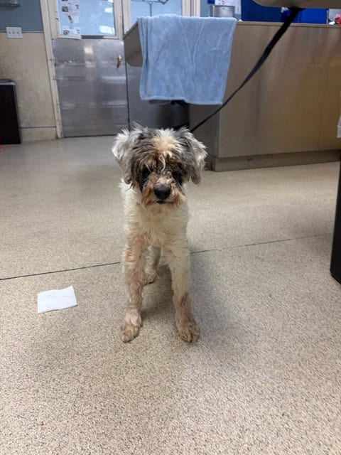 Photo of Mr. Fabulous, adoptable Poodle (Miniature) in Riverside, California