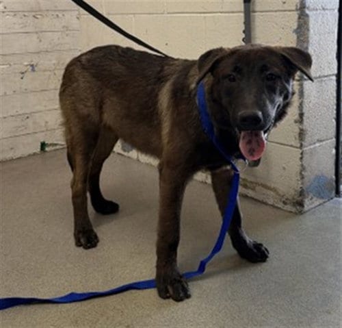 Photo of Bucatti, adoptable German Shepherd Dog in San Bernardino, California