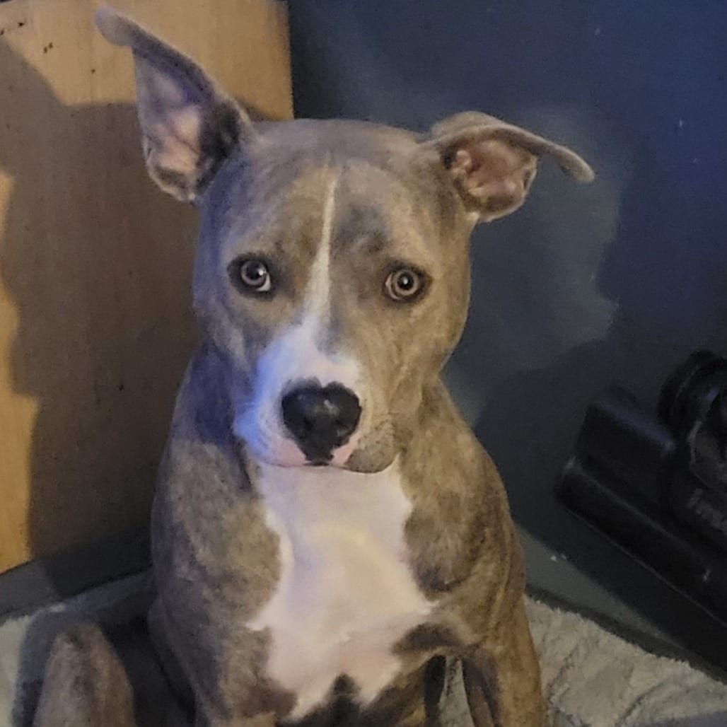 Photo of Pup Pup, adoptable Terrier, American Pit Bull in Houston, Texas