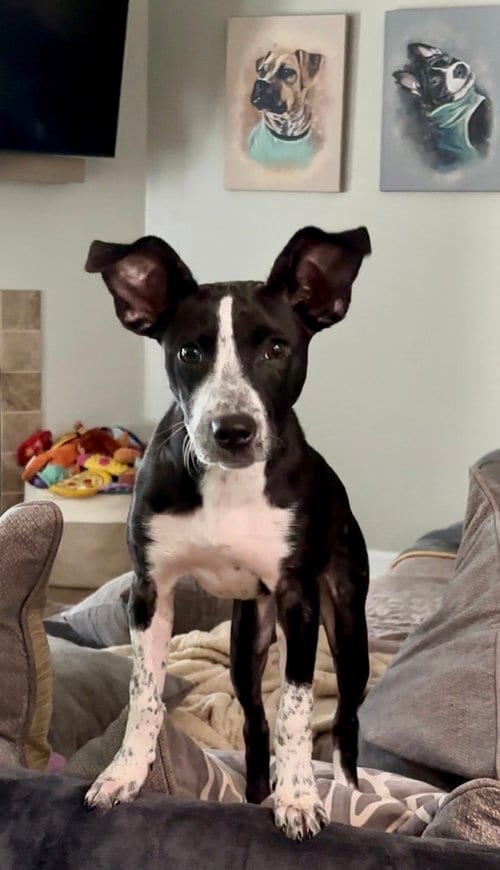 Photo of Wren, adoptable Pointer in Mooresville, North Carolina
