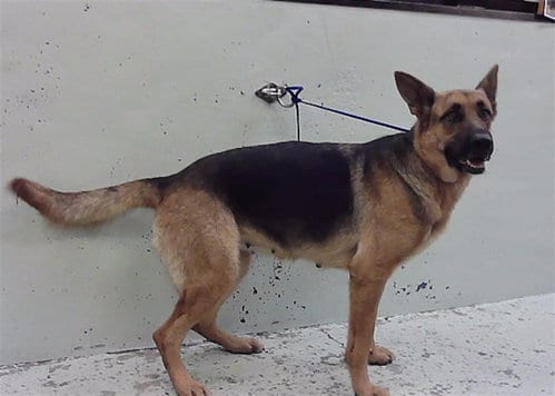 Photo of Poppy, adoptable German Shepherd Dog in Houston, Texas