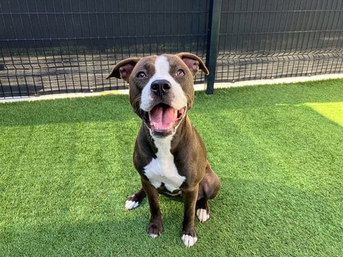 Photo of Bones, adoptable Pit Bull Terrier in Orange, California