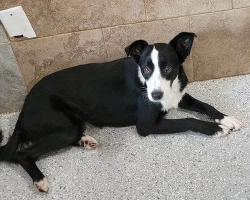 Photo of Tana, adoptable Border Collie in Highland, Illinois