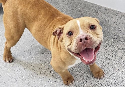 Photo of Peach, adoptable American Bulldog in Houston, Texas