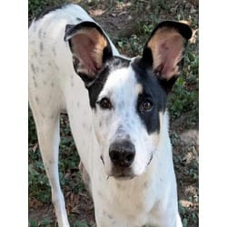 Photo of Doc, adoptable Pointer in Texas City, Texas