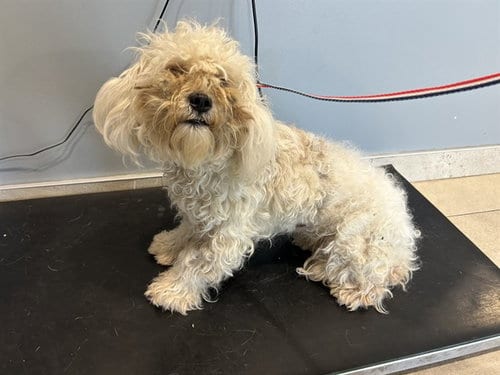 Photo of Cocada, adoptable Maltese in Garland, Texas