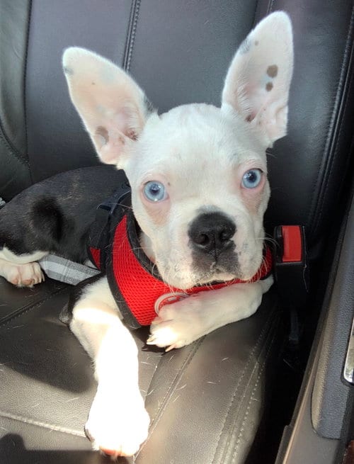Photo of Seth, adoptable Boston Terrier in Plano, Texas