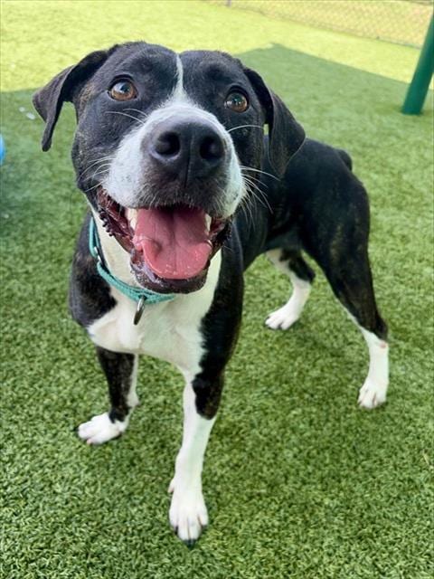 Photo of Michaela, adoptable Pit Bull Terrier in Statesville, North Carolina