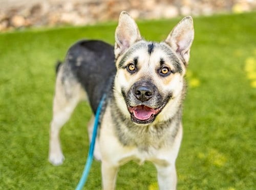 Photo of Chester, adoptable German Shepherd Dog in San Jose, California