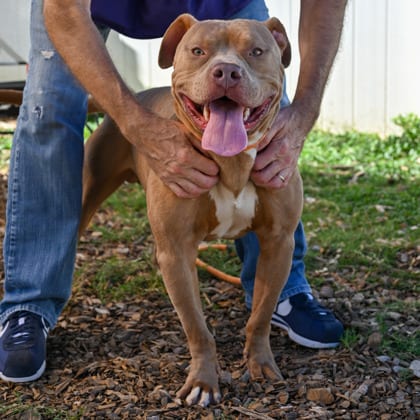 Photo of Robby - IN FOSTER, adoptable dog in Chamblee, Georgia