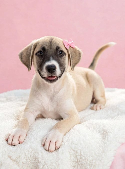 Photo of Gigi, adoptable Labrador Retriever in Newark, Delaware