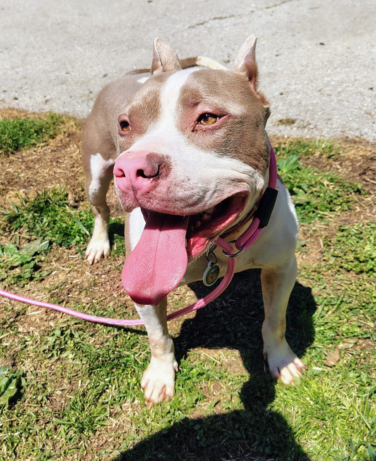 Photo of Robbie, adoptable American Pit Bull Terrier in Fayetteville, West Virginia