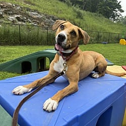 Photo of Colby, adoptable Mixed Breed (Medium) in Carmel, New York