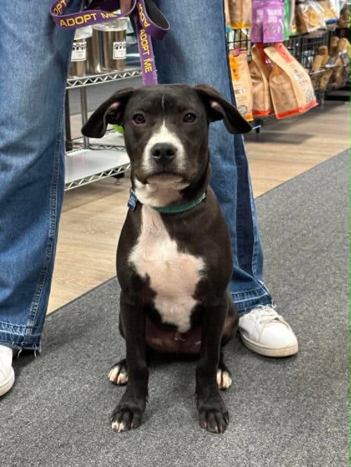 Photo of Johnny, adoptable Labrador Retriever in Sheboygan, Wisconsin
