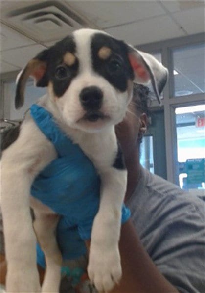 Photo of A480349, adoptable Pit Bull Terrier in Oklahoma City, Oklahoma