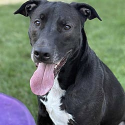 Photo of Pops, adoptable Labrador Retriever in Wethersfield, Connecticut