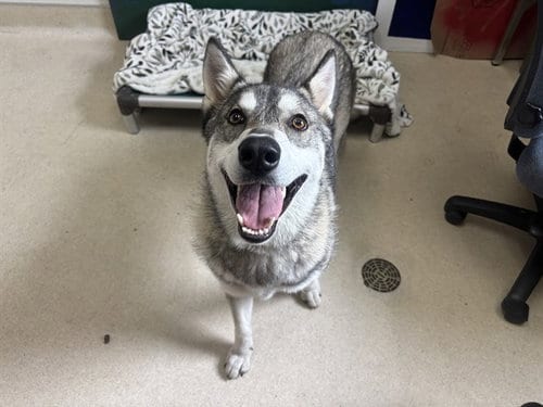 Photo of Barbie, adoptable Siberian Husky in McKinleyville, California