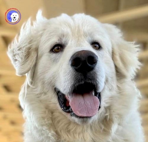 Photo of Merlin, adoptable Great Pyrenees in Spring, Texas