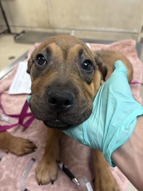 Photo of Gump, adoptable Terrier in Riverside, California