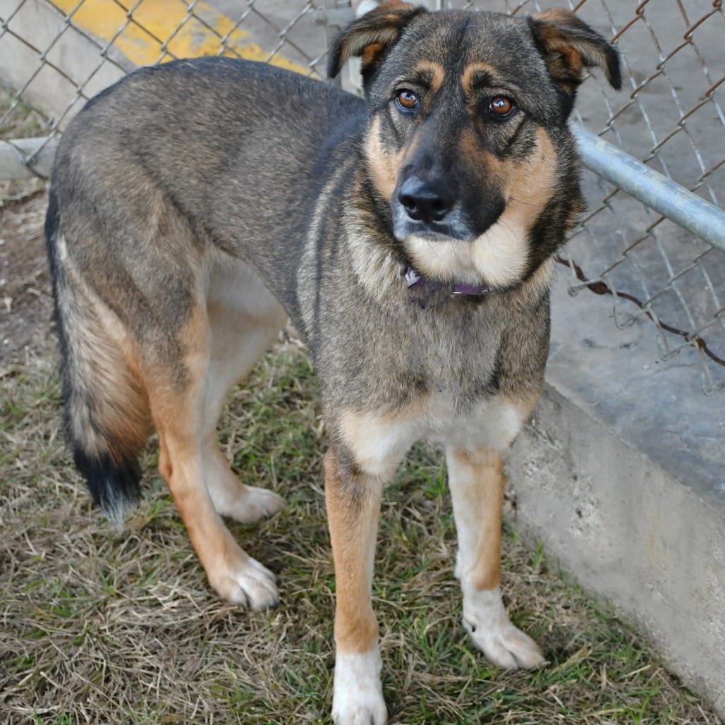 Photo of Lola, adoptable Shepherd, German in Beaumont, Texas