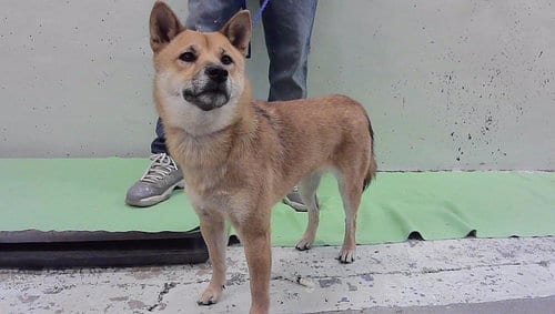 Photo of Nova, adoptable Shiba Inu in Houston, Texas