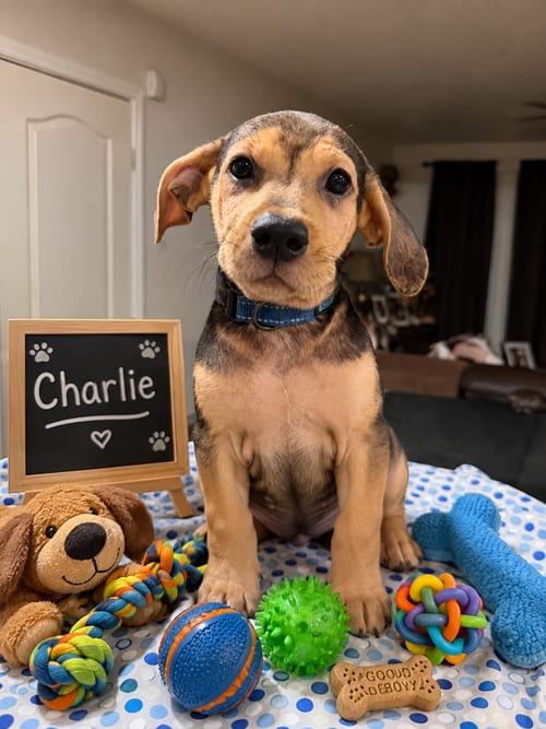 Photo of Charlie, adoptable Beagle in Queen Creek, Arizona