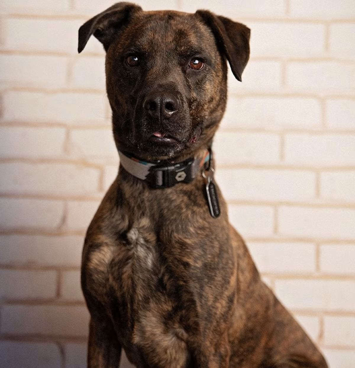 Photo of Chino, adoptable Plott Hound/Dutch Shepherd in Littleton, Colorado
