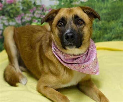 Photo of Indy, adoptable German Shepherd Dog in Placerville, California
