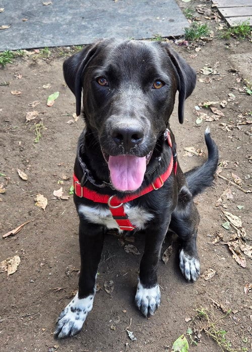 Photo of Tank Dot, adoptable Labrador Retriever in Wakefield, Rhode Island