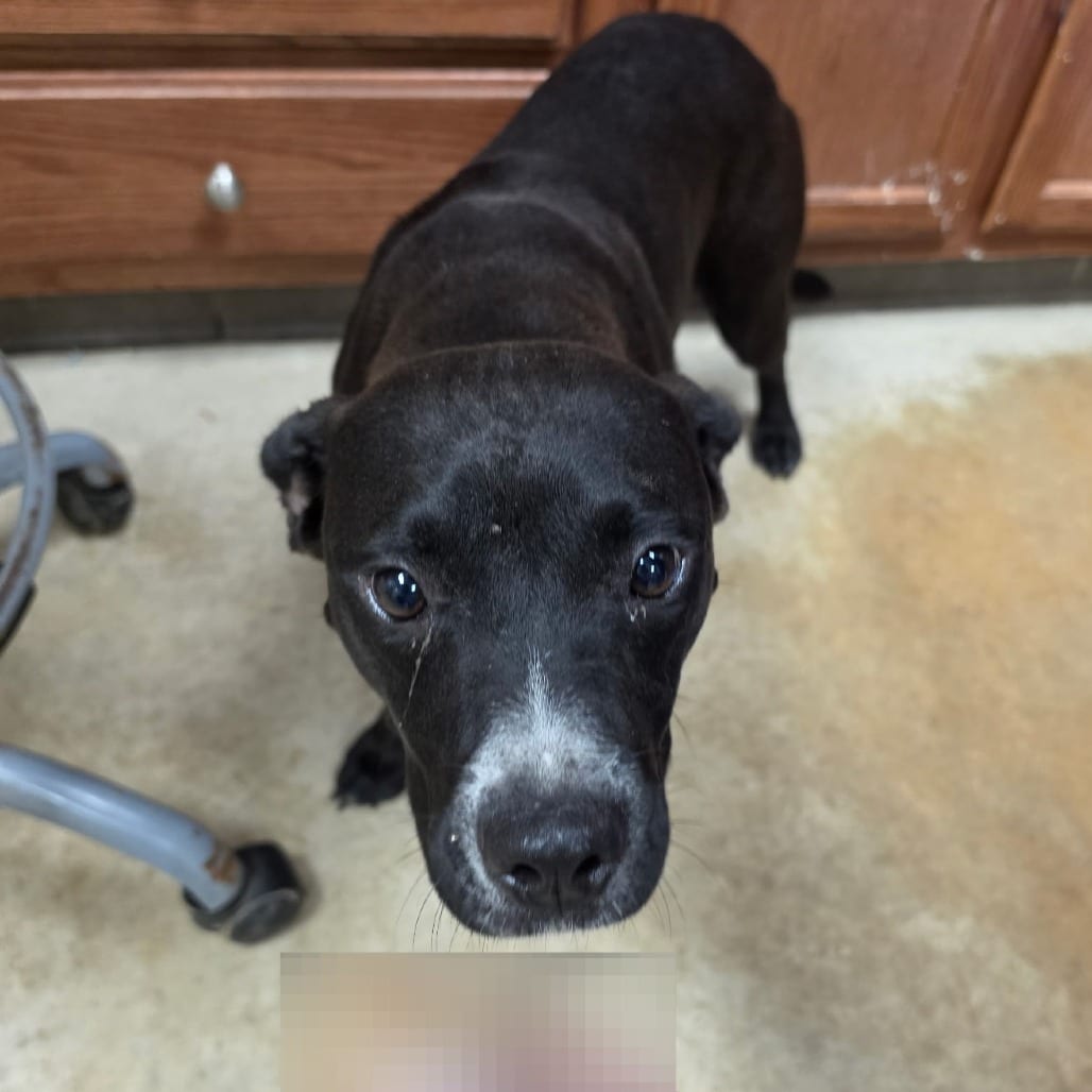 Photo of Armada - 071507U, adoptable Retriever, Labrador / Mix in Tupelo, Mississippi